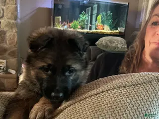 German Shepherd dogs German Shepherd Puppy 4 - Ad 40