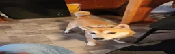Shiba Inu dogs for stud: Looking for a female to breed - Ad 3