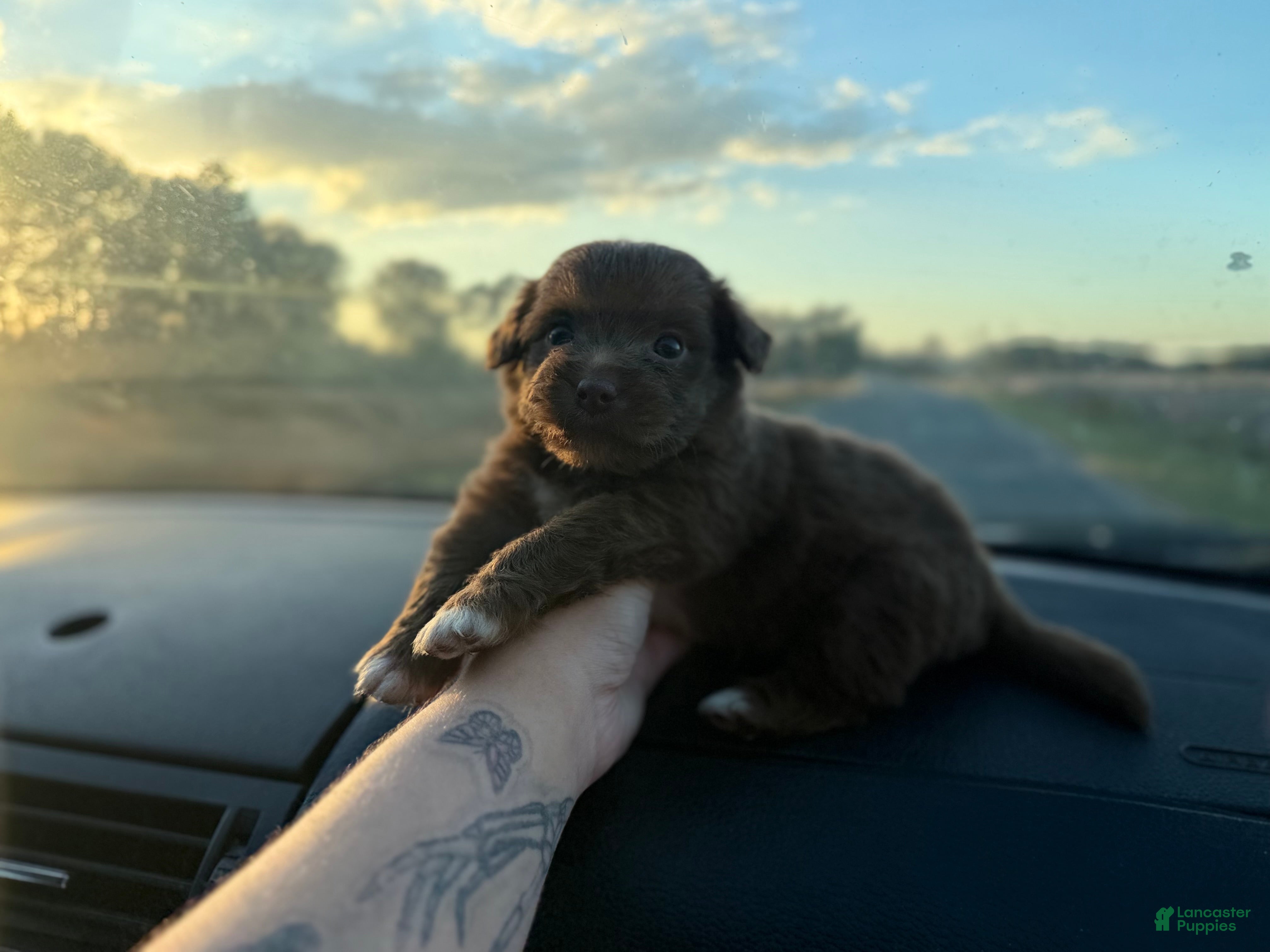 Chihuahua dogs for sale: Raymond  - Ad 2