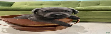 Gordo Azul