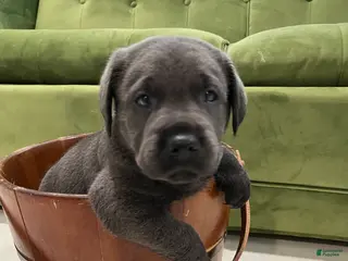 Labrador Retriever dogs Gordo Azul - Ad 40