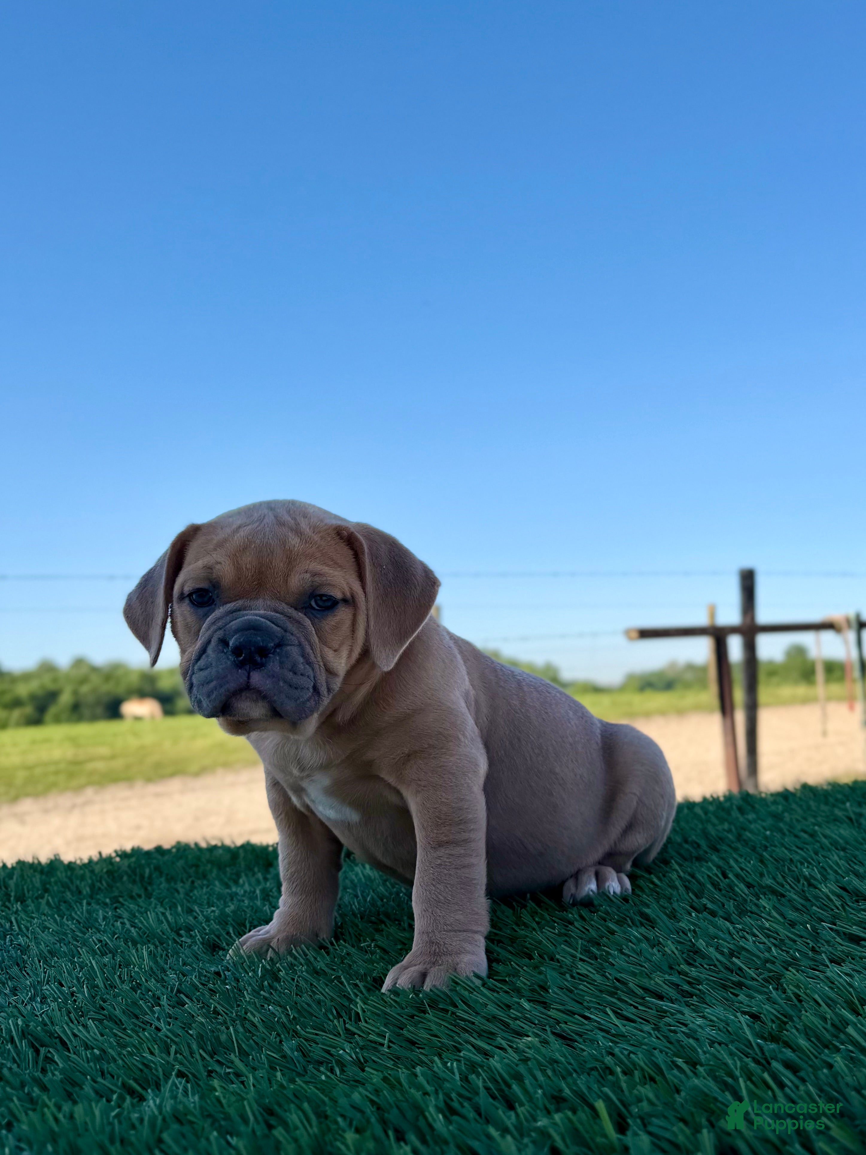 Olde English Bulldogge dogs Luna - Ad 2