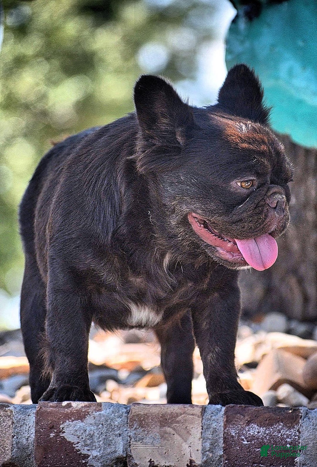 French Bulldog dogs for sale: French Bulldog Puppy 4 - Ad 3