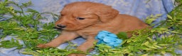 Golden Retriever dogs for sale: Akela - Ad 3