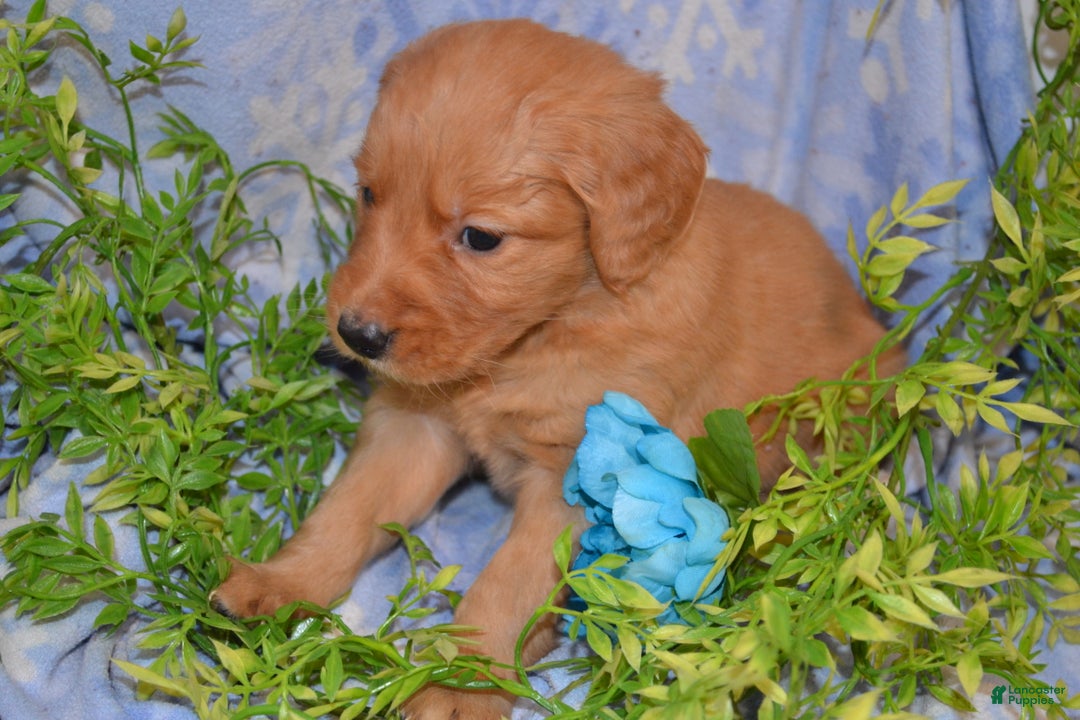 Golden Retriever dogs for sale: Akela - Ad 3