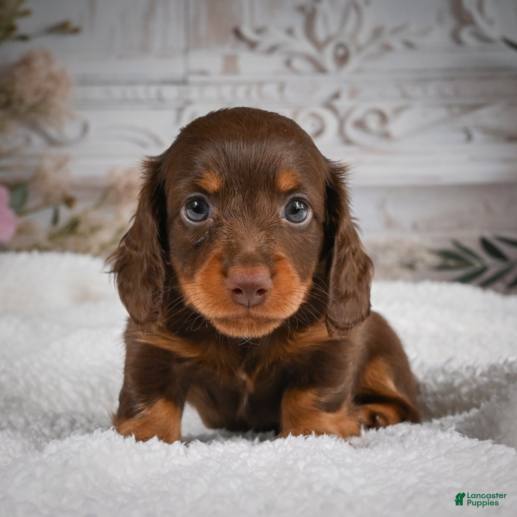 Miniature Dachshund dogs AKC-Bubba - Ad 2