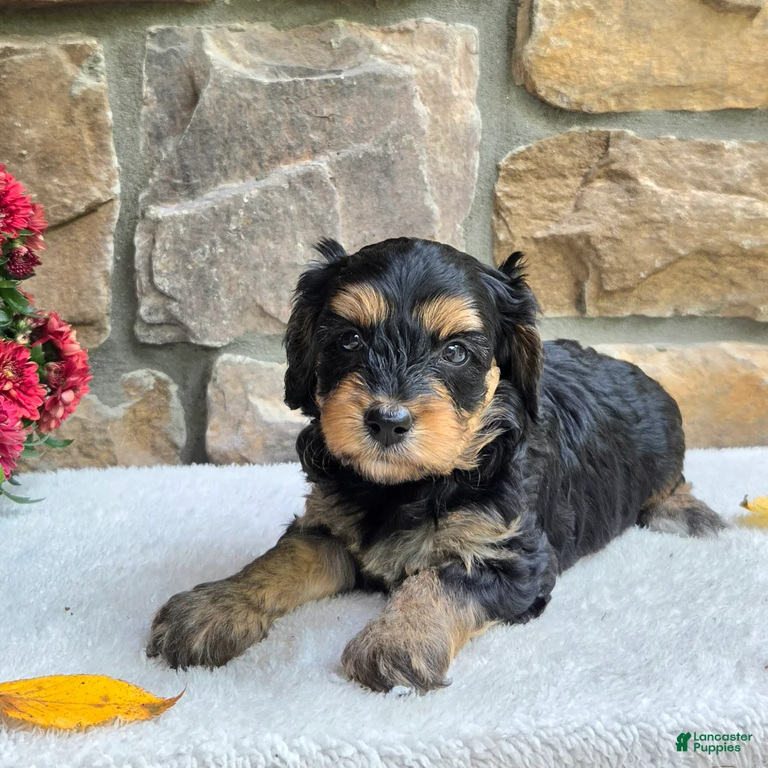 Cavapoo dogs for sale: Blaire - Ad 1