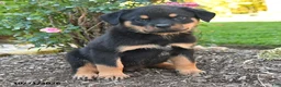 Rottweiler dogs for sale: Titan - Ad 3