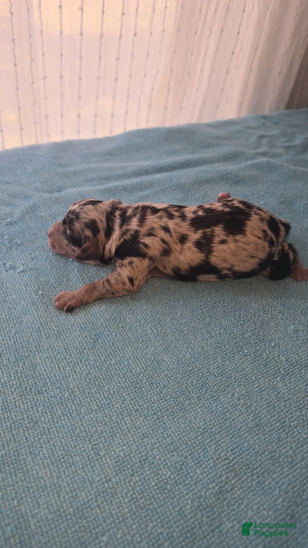 Mixed Breed dogs for sale: Merle - Ad 7