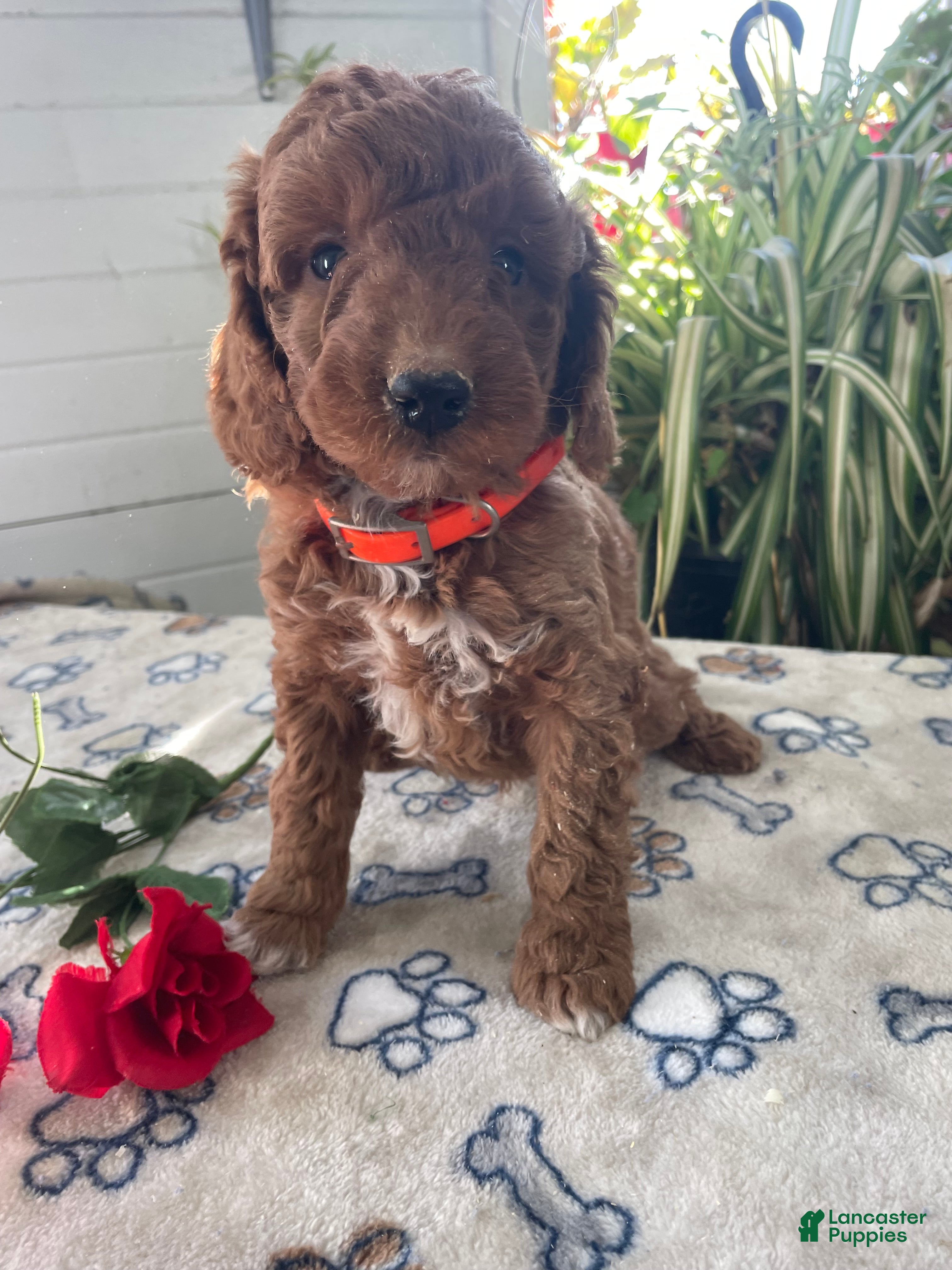 Mini Goldendoodle dogs Henry - Ad 32