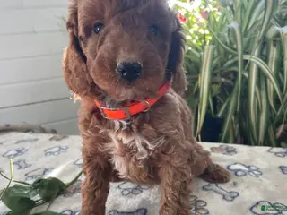 Mini Goldendoodle dogs Henry - Ad 32