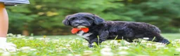 Portuguese Water Dog dogs for sale: Logan - Ad 6