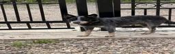 Australian Cattle Dog dogs for sale: Bella - Ad 4