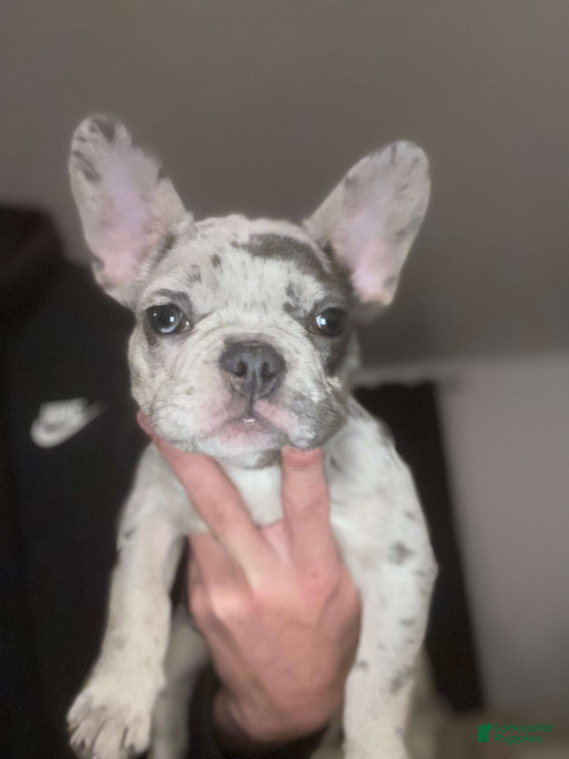 French Bulldog dogs Stormi  - Ad 21