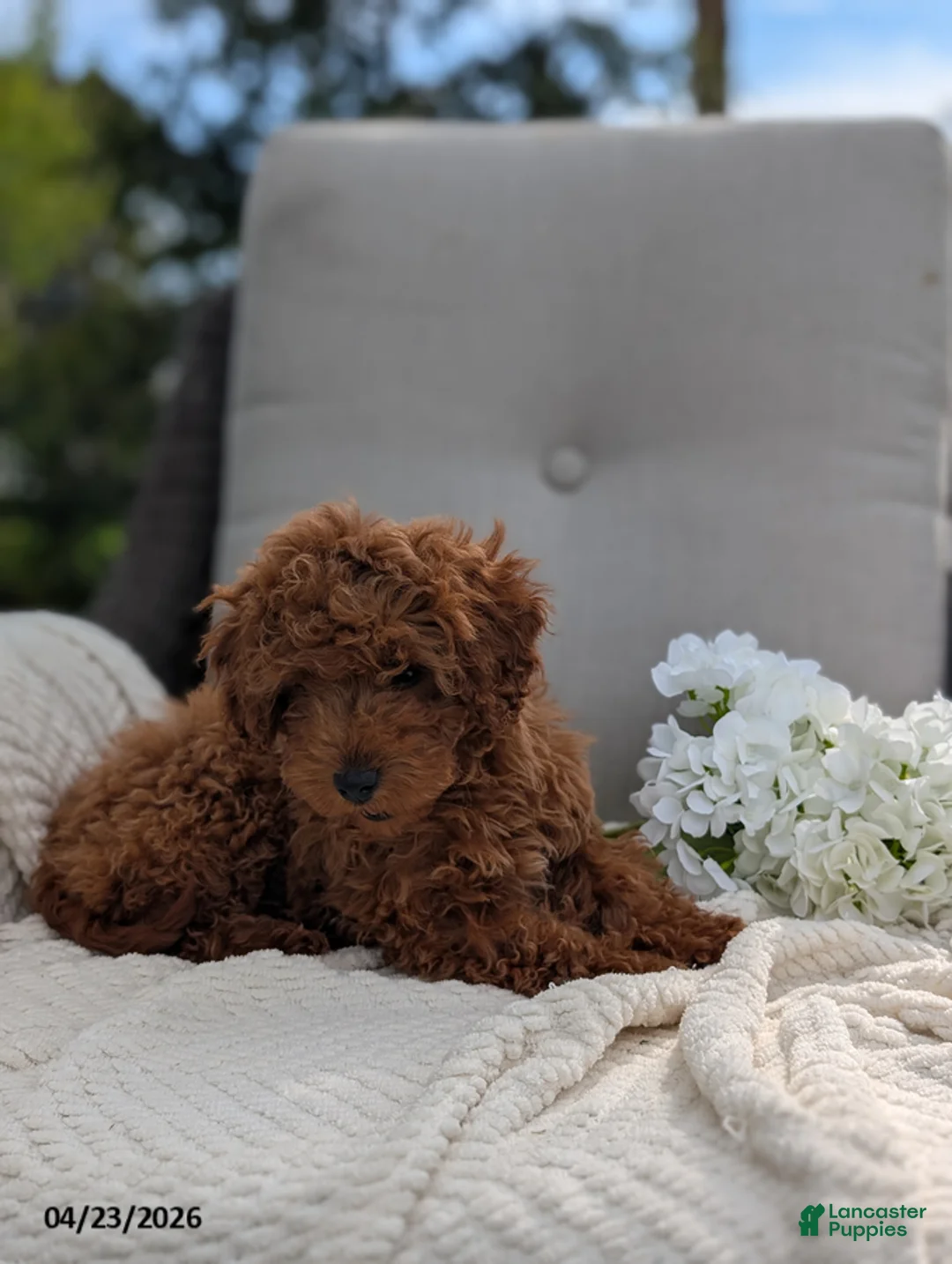 Cavapoo dogs for sale: Carly - Ad 3