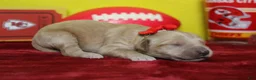 Goldendoodle dogs for sale: Moon - Ad 6