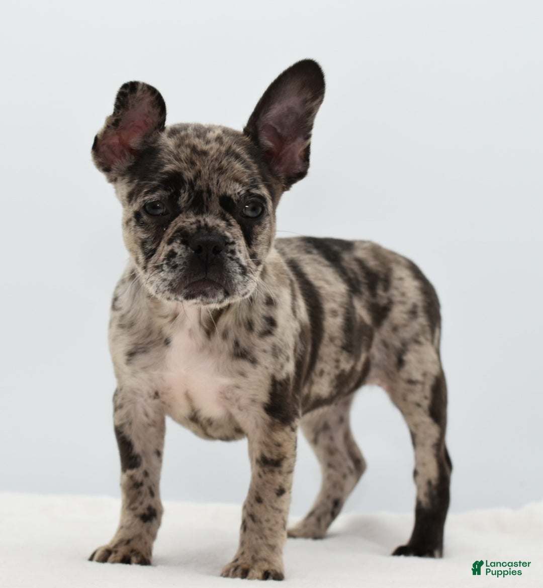 Mixed Breed dogs for sale: Zuki hybrid puppy  - Ad 8