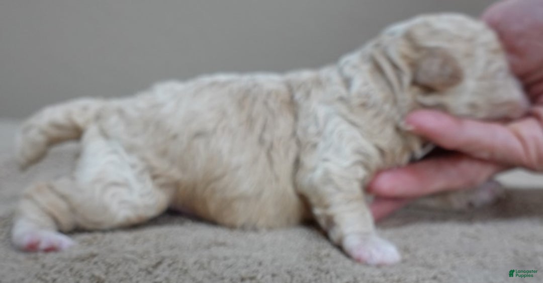 Toy Poodle dogs for sale: Denver shimmering champagne - Ad 5