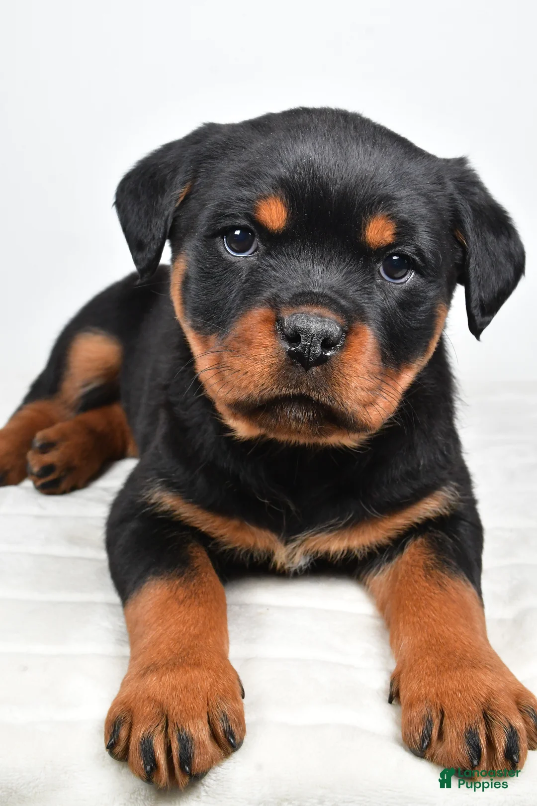 Rottweiler dogs for sale: Polly - Ad 3