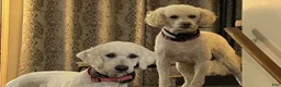 Goldendoodle dogs for sale: Goldendoodle 1 - Ad 7