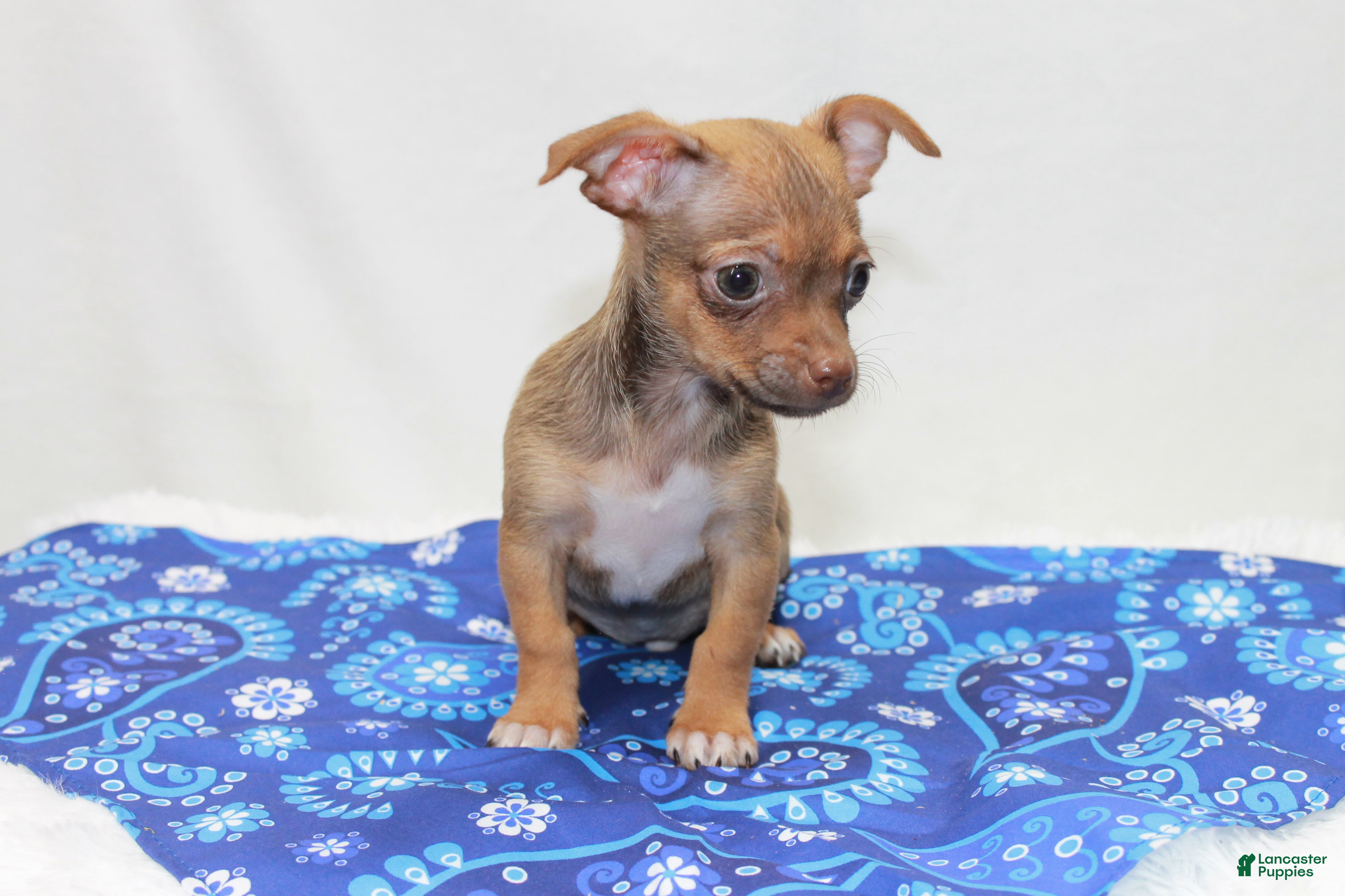 Chihuahua dogs Chihuahua 2 - Ad 1