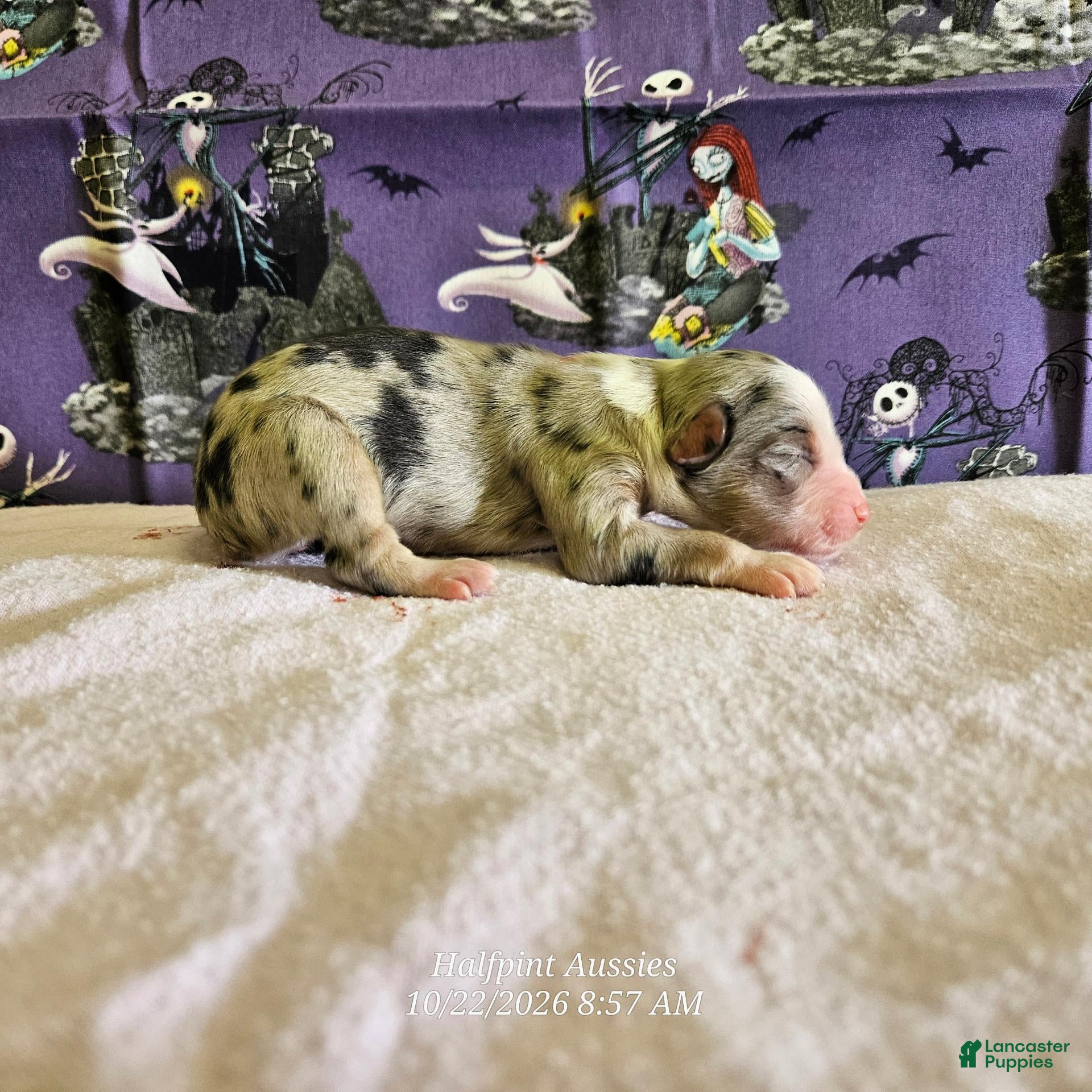 Miniature Australian Shepherd dogs Tarot - Ad 1