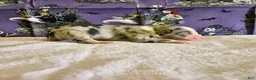 Miniature Australian Shepherd dogs for sale: Tarot - Ad 1