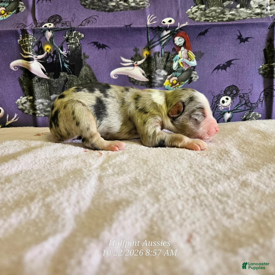 Miniature Australian Shepherd dogs for sale: Tarot - Ad 1