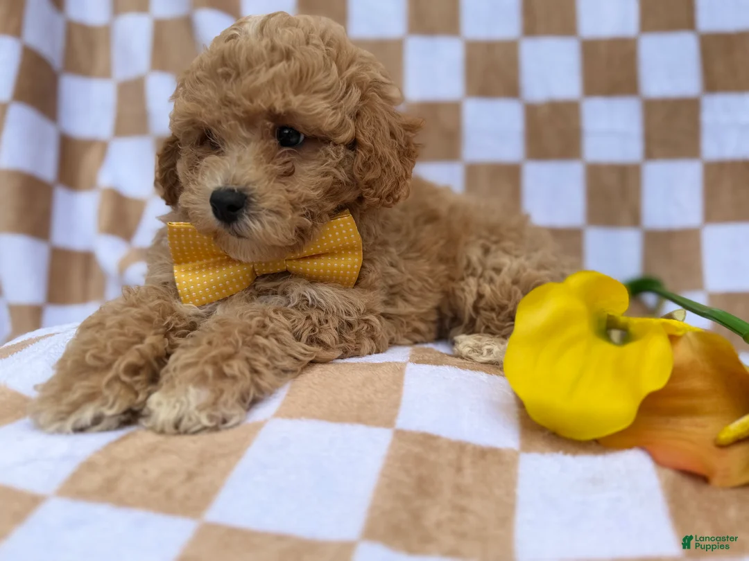 Bichpoo dogs for sale: Rusty - Ad 3