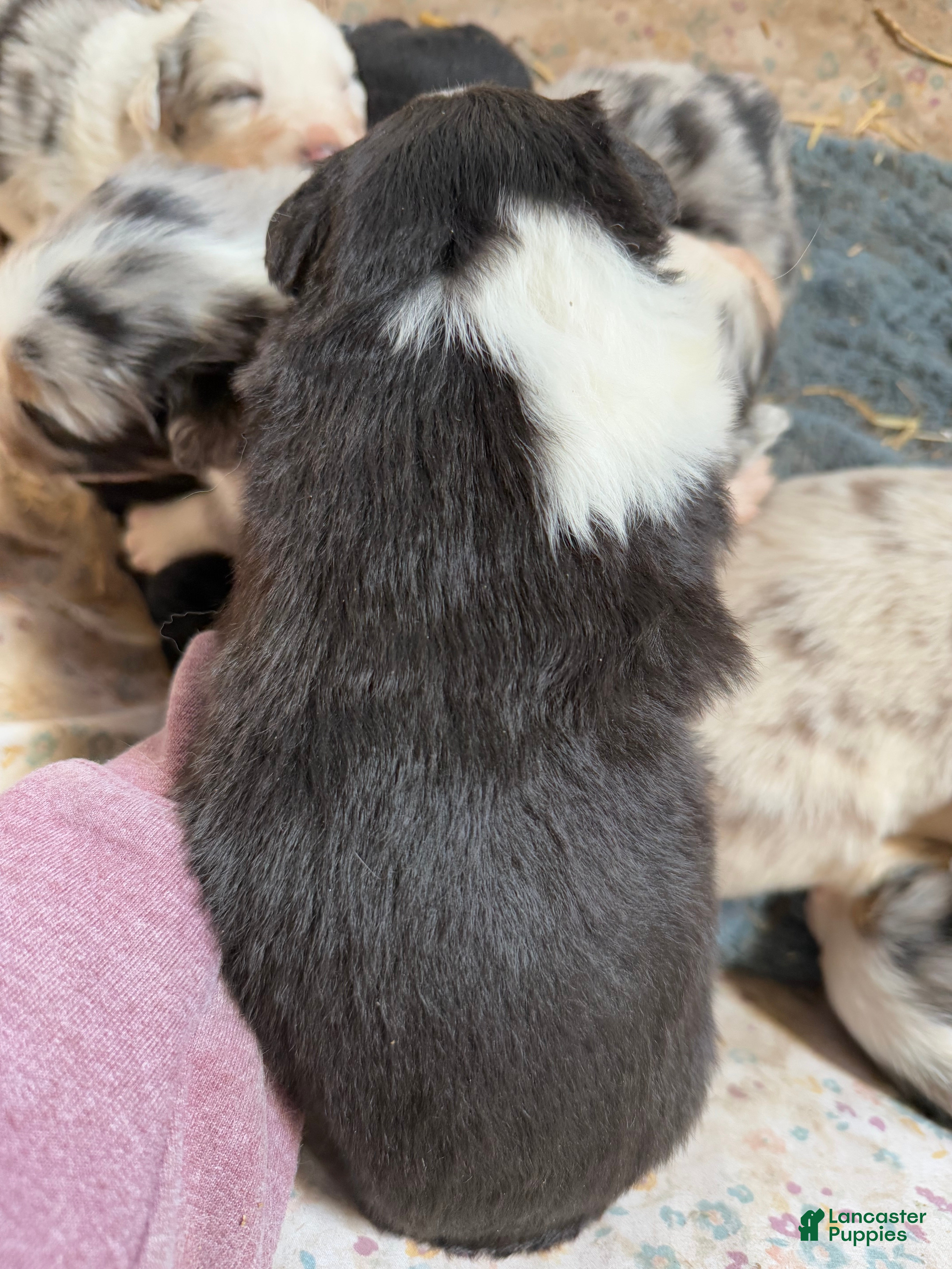 Australian Shepherd dogs Australian Shepherd Puppy 4 - Ad 2