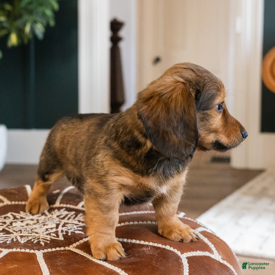 Dachshund dogs for sale: Slinky - CHRISTMAS PUPPY! - Ad 3