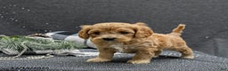 Cavapoo dogs for sale: Pepper - Ad 2