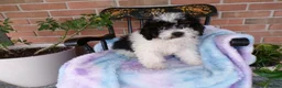 Mini Bernedoodle dogs for sale: Anson - Ad 5