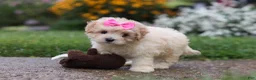 Mixed Breed dogs for sale: Brianna - Ad 1