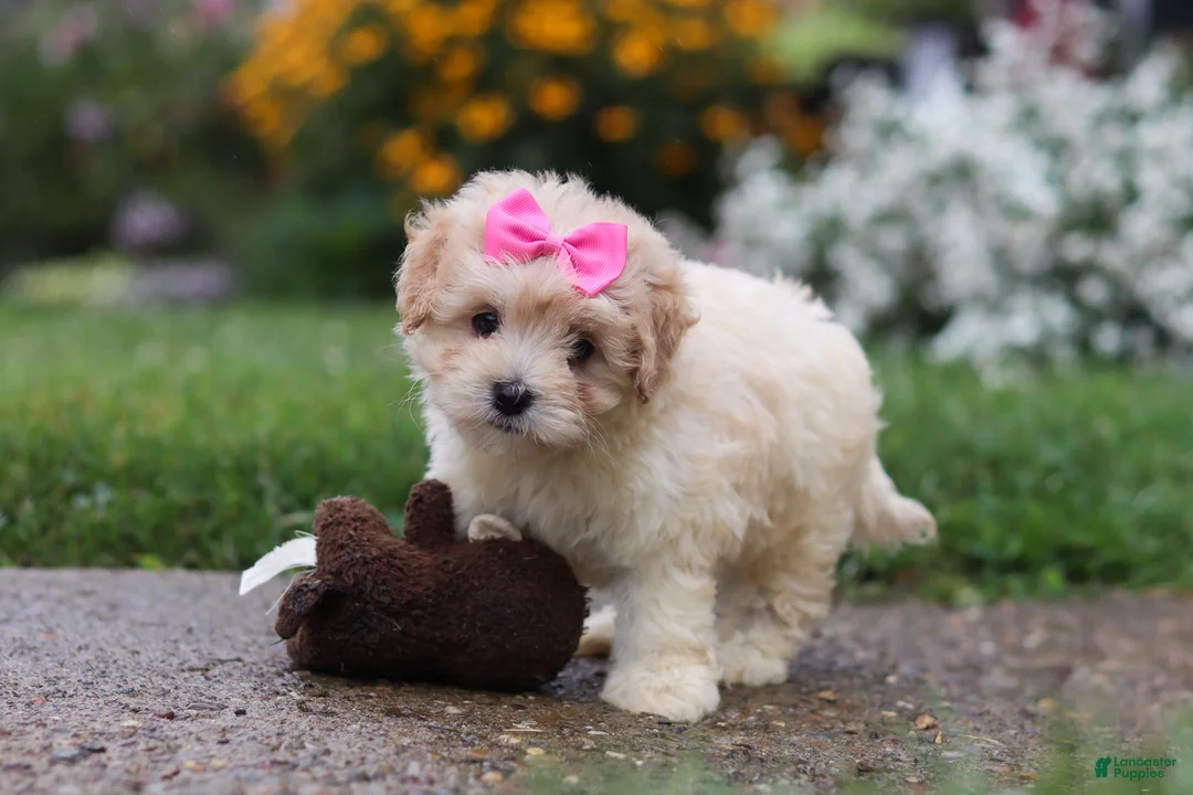 Mixed Breed dogs for sale: Brianna - Ad 1
