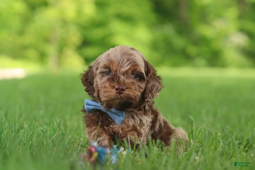 Cockapoo dogs for sale: Quinton - Ad 1