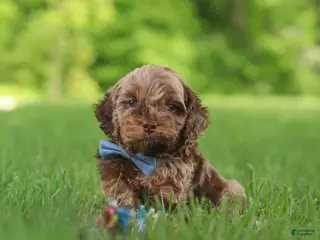 Cockapoo dogs for sale: Quinton - Ad 3
