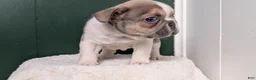 French Bulldog dogs for sale: Daisy - Ad 9