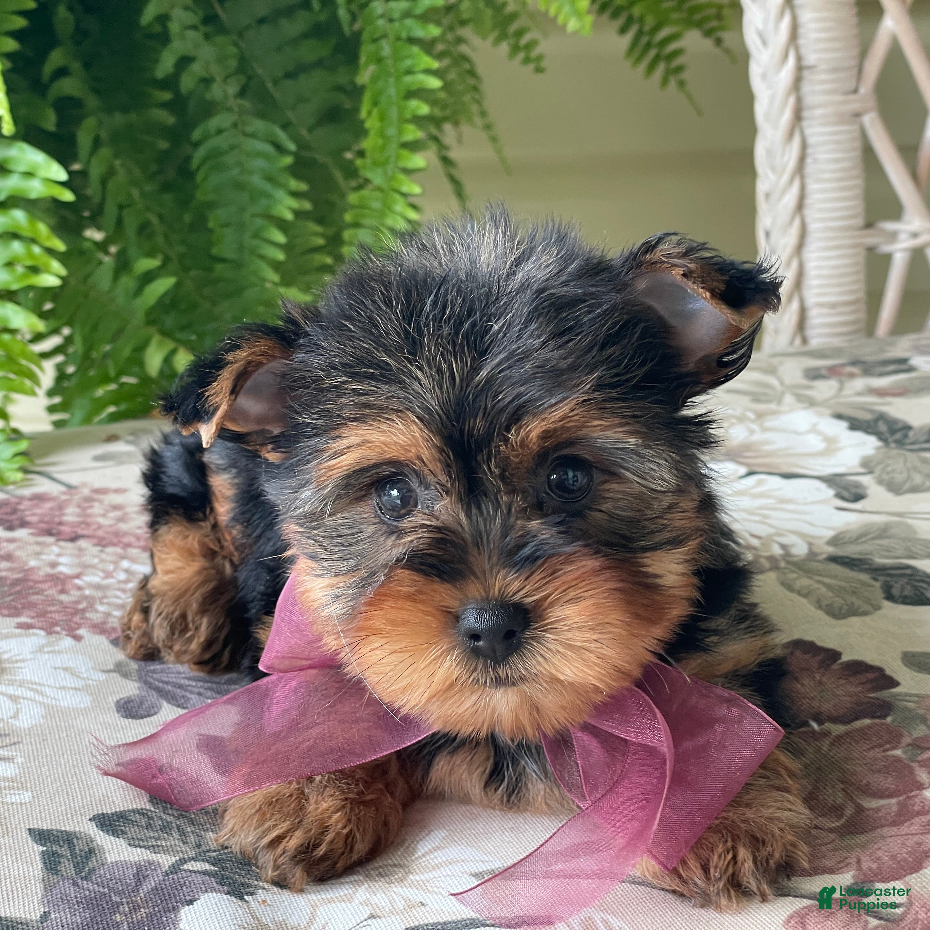 Yorkshire Terrier dogs Flo - Ad 1