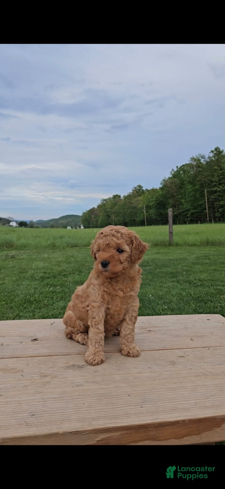 Mini Goldendoodle dogs Molly - Ad 1