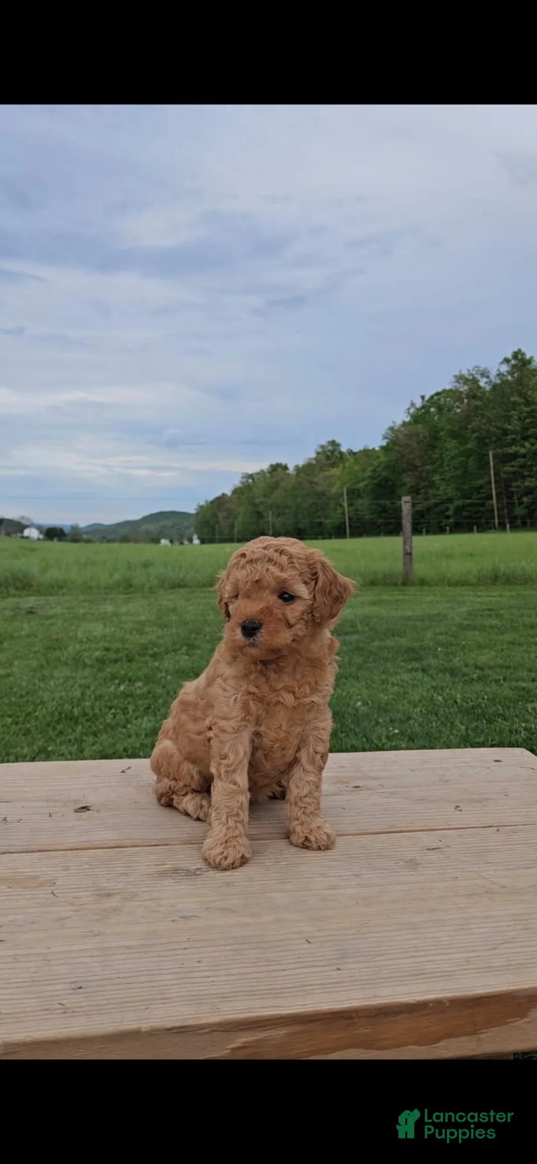 Mini Goldendoodle dogs for sale: Molly - Ad 1