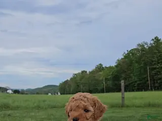 Mini Goldendoodle dogs for sale: Molly - Ad 2