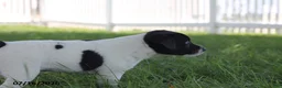 Toy Fox Terrier dogs for sale: Tipper - Ad 6