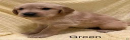 Golden Retriever dogs for sale: Green - Ad 2