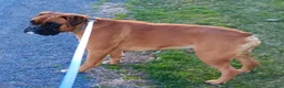 Boxer dogs for sale: Taylee - Ad 5
