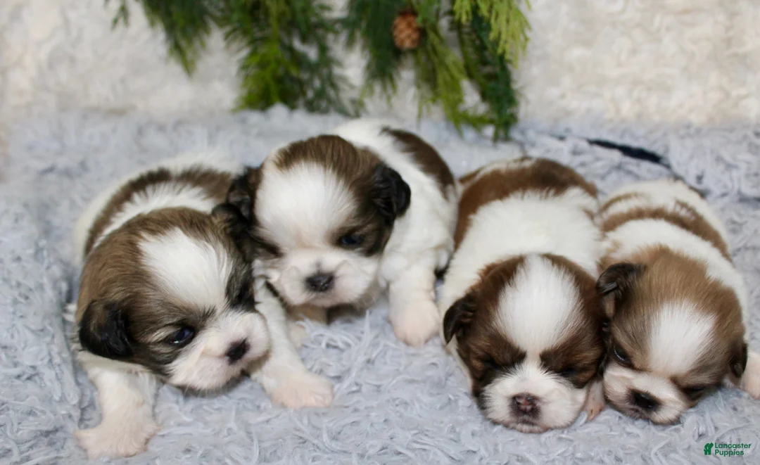 Shih Tzu dogs for sale: Shih Tzu 4 - Ad 2