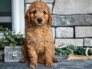 Goldendoodle dogs - Ad 31