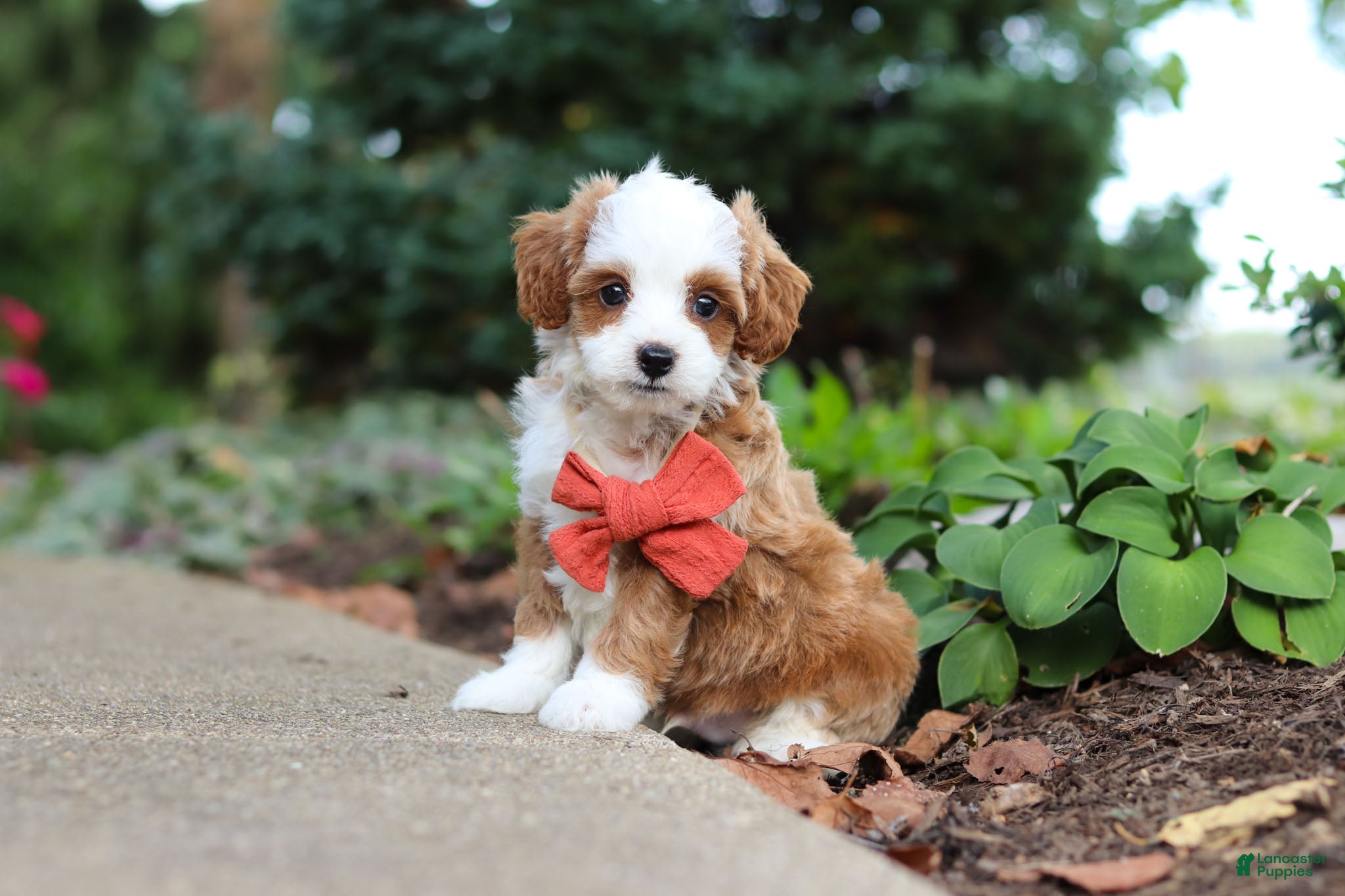 Cavapoo dogs Mr Bentley - Ad 1