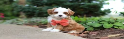 Cavapoo dogs for sale: Mr Bentley - Ad 1