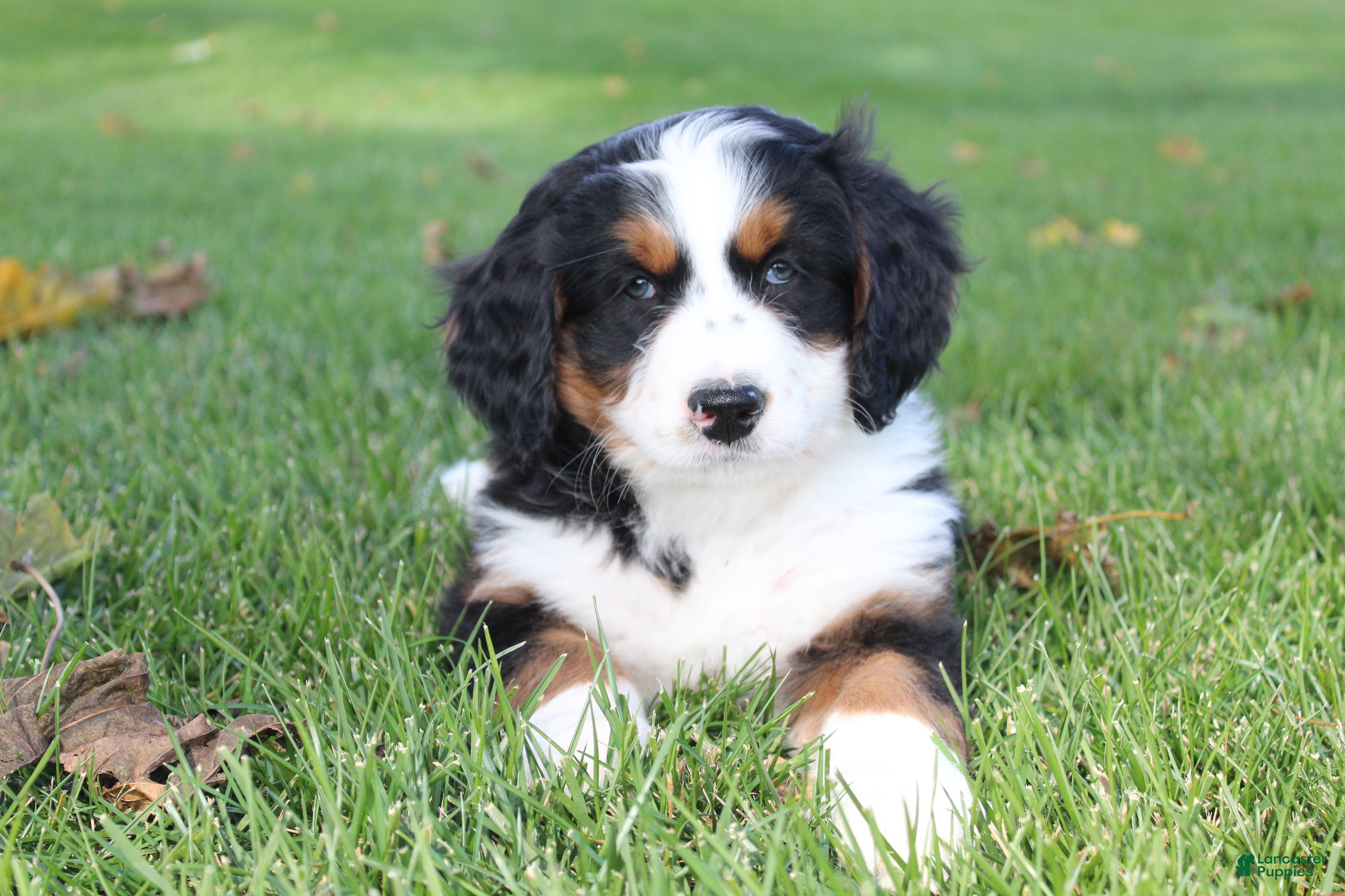 Bernedoodle dogs for sale: Millie - Ad 1